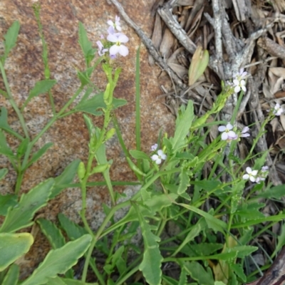 Cakile maritima (Sea Rocket) at Narooma, NSW - 30 Mar 2017 by galah681