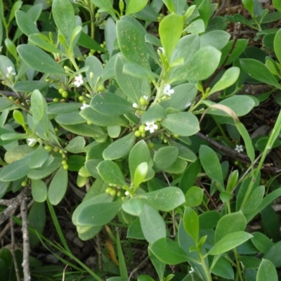 Myoporum boninense subsp. australe (Boobialla) at North Narooma, NSW - 30 Mar 2017 by galah681