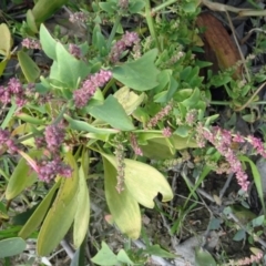 Atriplex prostrata (Hastate Orache) at North Narooma, NSW - 30 Mar 2017 by galah681