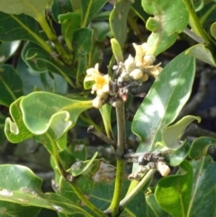 Avicennia marina subsp. australasica (Grey Mangrove) at North Narooma, NSW - 30 Mar 2017 by galah681