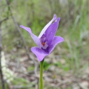 Glossodia major at Fadden, ACT - 30 Oct 2016