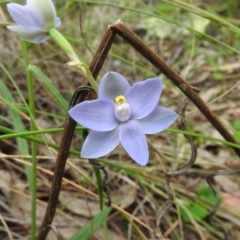 Thelymitra arenaria (Forest Sun Orchid) at Wanniassa Hill - 29 Oct 2016 by ArcherCallaway