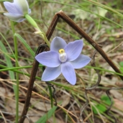 Thelymitra arenaria (Forest Sun Orchid) at Fadden, ACT - 29 Oct 2016 by ArcherCallaway