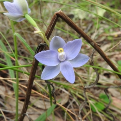 Thelymitra arenaria (Forest Sun Orchid) at Fadden, ACT - 29 Oct 2016 by ArcherCallaway
