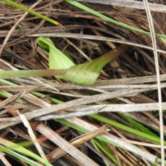 Thelymitra arenaria at Fadden, ACT - suppressed