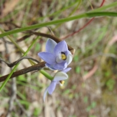 Thelymitra arenaria at Fadden, ACT - suppressed