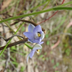 Thelymitra arenaria at Fadden, ACT - suppressed