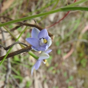 Thelymitra arenaria at Fadden, ACT - suppressed