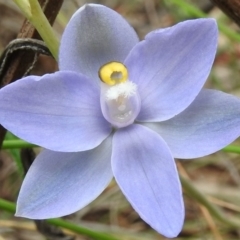 Thelymitra arenaria at Fadden, ACT - suppressed