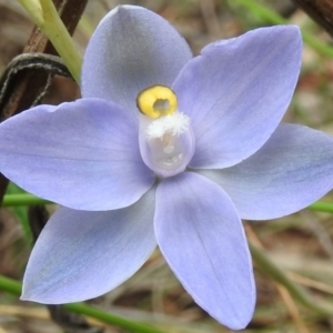 Thelymitra arenaria at Fadden, ACT - suppressed