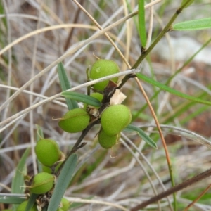 Hovea heterophylla at Fadden, ACT - 30 Oct 2016