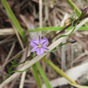 Thysanotus patersonii at Fadden, ACT - 30 Oct 2016