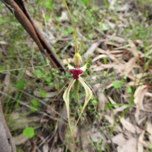 Caladenia atrovespa at Fadden, ACT - suppressed