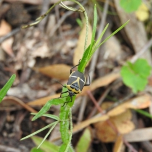 Commius elegans at Fadden, ACT - 30 Oct 2016