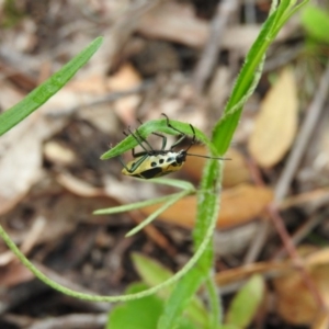 Commius elegans at Fadden, ACT - 30 Oct 2016