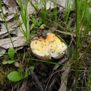 Amanita xanthocephala at Fadden, ACT - 30 Oct 2016