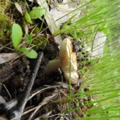 Amanita xanthocephala at Fadden, ACT - 30 Oct 2016