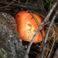 Amanita xanthocephala (Vermilion grisette) at Wanniassa Hill - 30 Oct 2016 by RyuCallaway