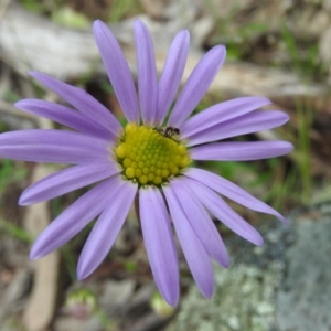 Calotis scabiosifolia var. integrifolia at Fadden, ACT - 30 Oct 2016