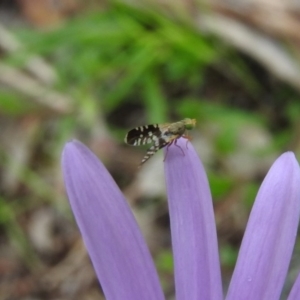 Tephritidae sp. (family) at Fadden, ACT - 30 Oct 2016 11:29 AM