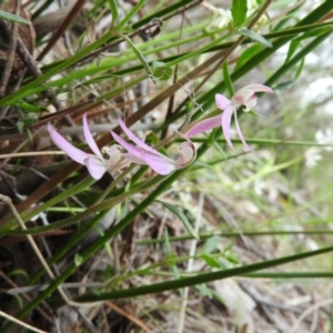 Caladenia carnea at Fadden, ACT - 30 Oct 2016