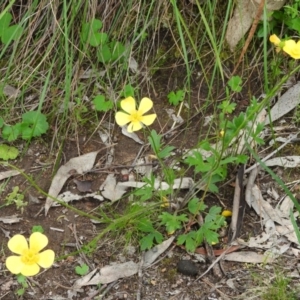 Ranunculus lappaceus at Fadden, ACT - 30 Oct 2016