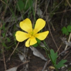 Ranunculus lappaceus at Fadden, ACT - 30 Oct 2016