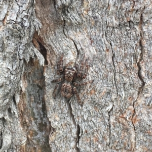 Servaea sp. (genus) at Molonglo River Reserve - 5 Apr 2017 10:15 AM