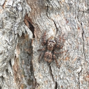 Servaea sp. (genus) at Molonglo River Reserve - 5 Apr 2017 10:15 AM