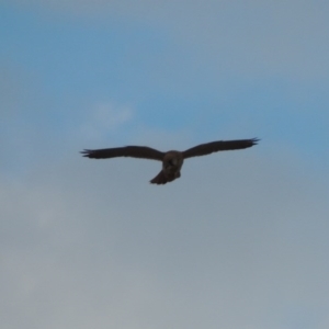 Falco cenchroides at Urambi Hills - 24 Jan 2017