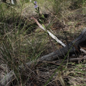 Thelymitra arenaria at Gundaroo, NSW - 4 Nov 2016