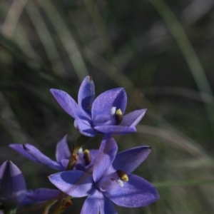 Thelymitra nuda at Gundaroo, NSW - suppressed