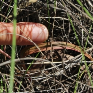 Thelymitra nuda at Gundaroo, NSW - suppressed