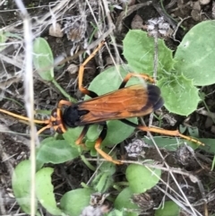 Cryptocheilus bicolor (Orange Spider Wasp) at Bungendore, NSW - 5 Apr 2017 by yellowboxwoodland