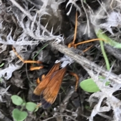 Cryptocheilus bicolor at Bungendore, NSW - 5 Apr 2017 08:05 PM