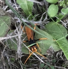 Cryptocheilus bicolor at Bungendore, NSW - 5 Apr 2017 08:05 PM