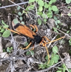Cryptocheilus bicolor at Bungendore, NSW - 5 Apr 2017 08:05 PM