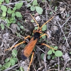 Cryptocheilus bicolor at Bungendore, NSW - 5 Apr 2017 08:05 PM