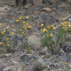 Xerochrysum viscosum (Sticky Everlasting) at Kambah, ACT - 24 Jan 2017 by MichaelBedingfield