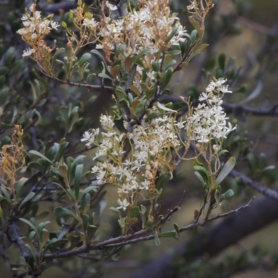 Bursaria spinosa (Native Blackthorn, Sweet Bursaria) at Urambi Hills - 24 Jan 2017 by michaelb