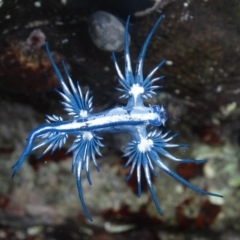 Glaucus atlanticus (Blue Glaucus) at Batemans Marine Park - 19 Feb 2016 by Jennyncmg