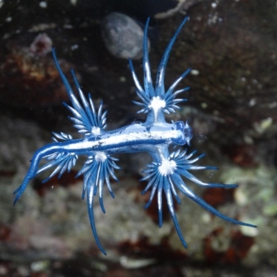 Glaucus atlanticus (Blue Glaucus) at Batemans Marine Park - 19 Feb 2016 by Jennyncmg