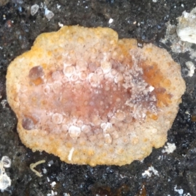 Hoplodoris nodulosa at Batemans Marine Park - 20 Feb 2016 by Jennyncmg