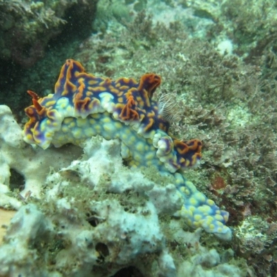 Miamira magnifica at Batemans Marine Park - 9 Feb 2015 by Jennyncmg