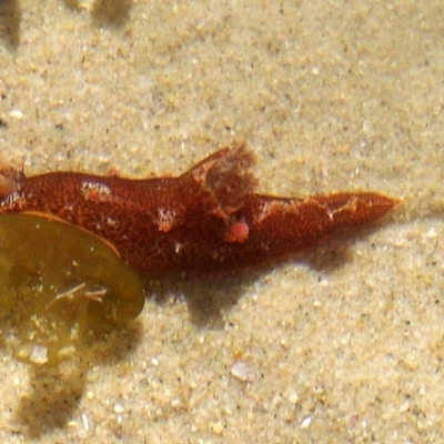 Plocamopherus imperialis (Plocamopherus imperialis) at Kianga, NSW - 26 Mar 2012 by Jennyncmg