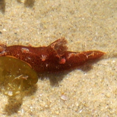 Plocamopherus imperialis (Plocamopherus imperialis) at Kianga, NSW - 25 Mar 2012 by Jennyncmg