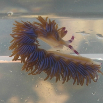 Pteraeolidia ianthina (Blue Dragon) at Broulee, NSW - 10 Nov 2007 by Jennyncmg