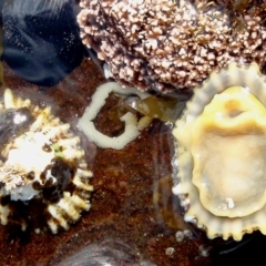 Unidentified Sea Snail or Limpet (Gastropoda) at Batemans Marine Park - 7 Nov 2010 by Jennyncmg