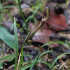 Chiloglottis trapeziformis (Diamond Ant Orchid) at Gundaroo, NSW - 4 Oct 2016 by MaartjeSevenster