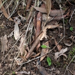 Chiloglottis trapeziformis (Diamond Ant Orchid) at MTR591 at Gundaroo - 5 Apr 2017 by MaartjeSevenster